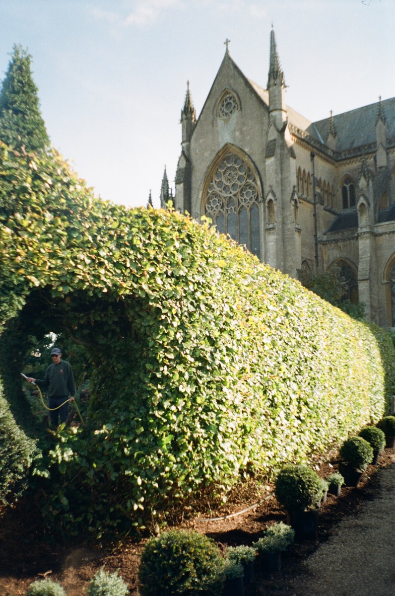 green plant near white cathedral